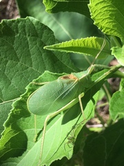 Paracyrtophyllus robustus