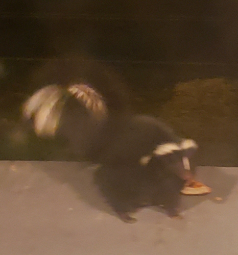 Striped Skunk photographed in Florida