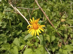 Doronicum pardalianches