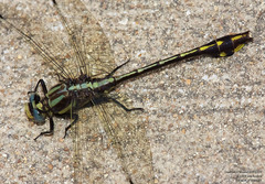 Gomphurus ozarkensis