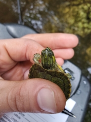 Trachemys scripta