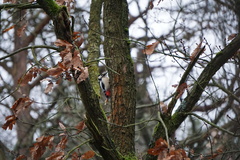 Dendrocopos major
