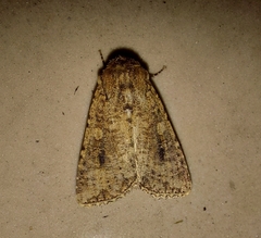 Noctuidae