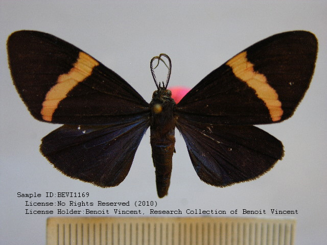Calodesma militta