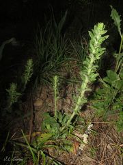 Anarrhinum duriminium