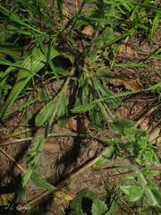Anarrhinum duriminium