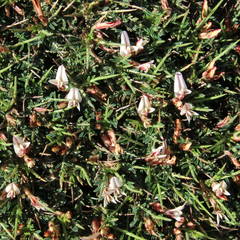 Astragalus balearicus