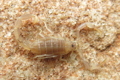 Afroisometrus minshullae