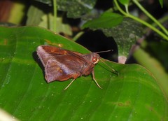 Talides sergestus