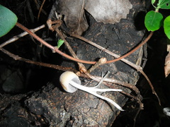 Coprinellus radians