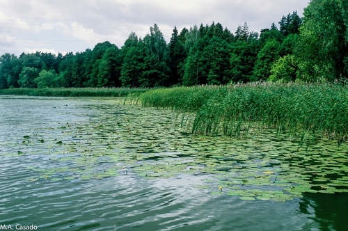 Typha angustifolia iNat (2)
