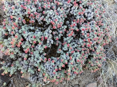 Eriogonum thymoides