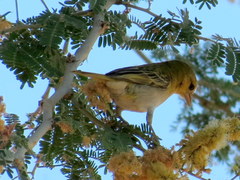 Ploceus velatus caurinus