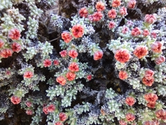 Eriogonum thymoides