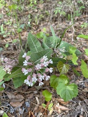 Asclepias humistrata image