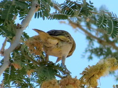 Ploceus velatus caurinus