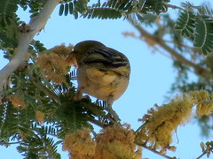 Ploceus velatus caurinus