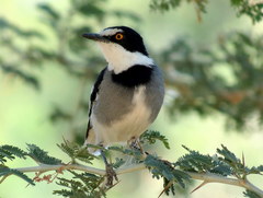Lanioturdus torquatus