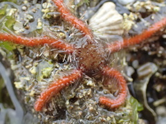 Ophiothrix spiculata image