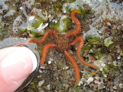 Ophiothrix spiculata image