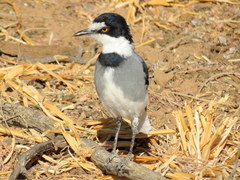 Lanioturdus torquatus