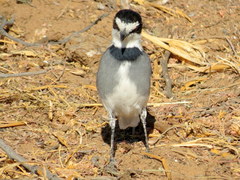 Lanioturdus torquatus