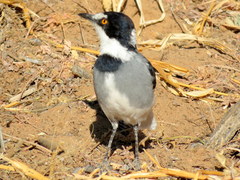 Lanioturdus torquatus