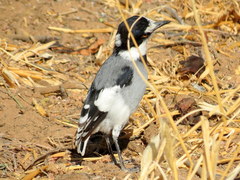 Lanioturdus torquatus