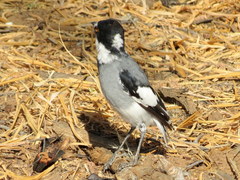 Lanioturdus torquatus