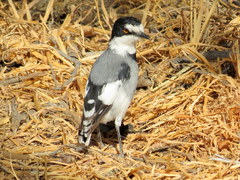 Lanioturdus torquatus