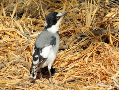 Lanioturdus torquatus