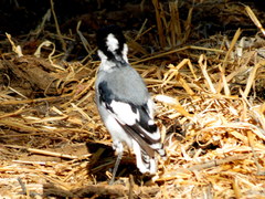 Lanioturdus torquatus