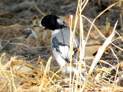 Lanioturdus torquatus