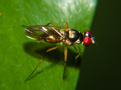Tanypezidae