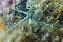 Ophiactis savignyi