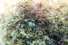 Calliotrochus marmoreus