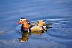 Aix galericulata