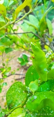 Diaphorina citri