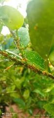Diaphorina citri