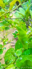 Diaphorina citri