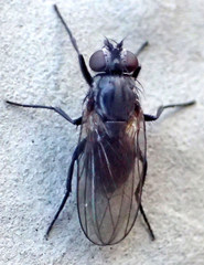 Fanniidae