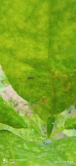 Diaphorina citri