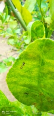 Diaphorina citri