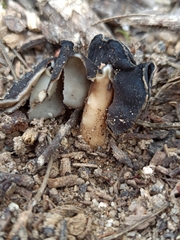 Helvella monachella