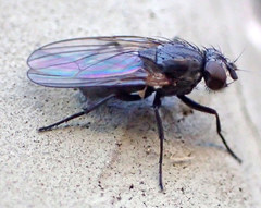 Fanniidae