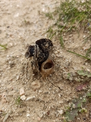 Helvella monachella