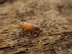 Pogonognathellus flavescens