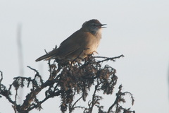 Locustella thoracica