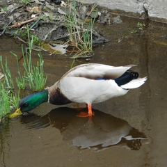 Anas platyrhynchos