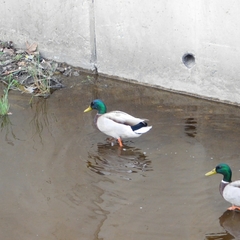 Anas platyrhynchos